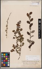 Foto von Salix aurita L.
